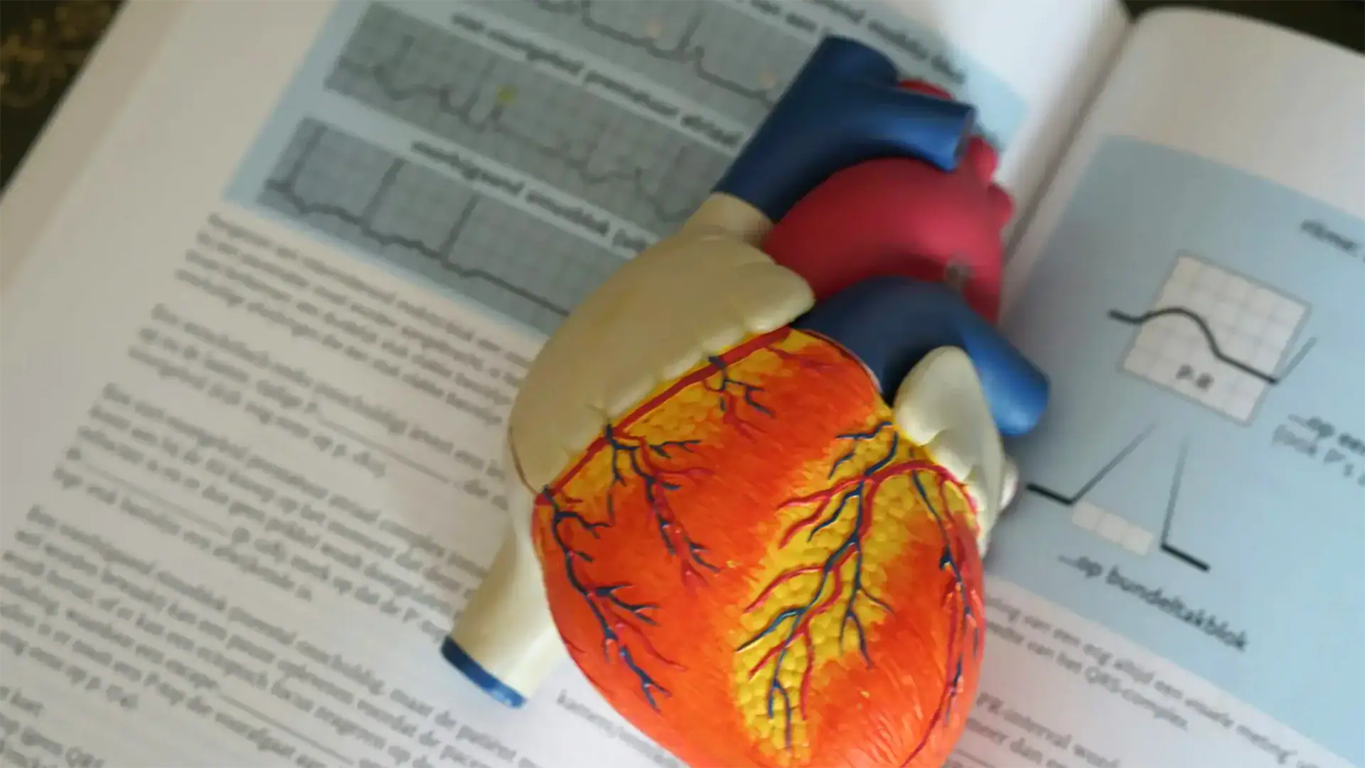 An anatomical model of a human heart displayed on a book.