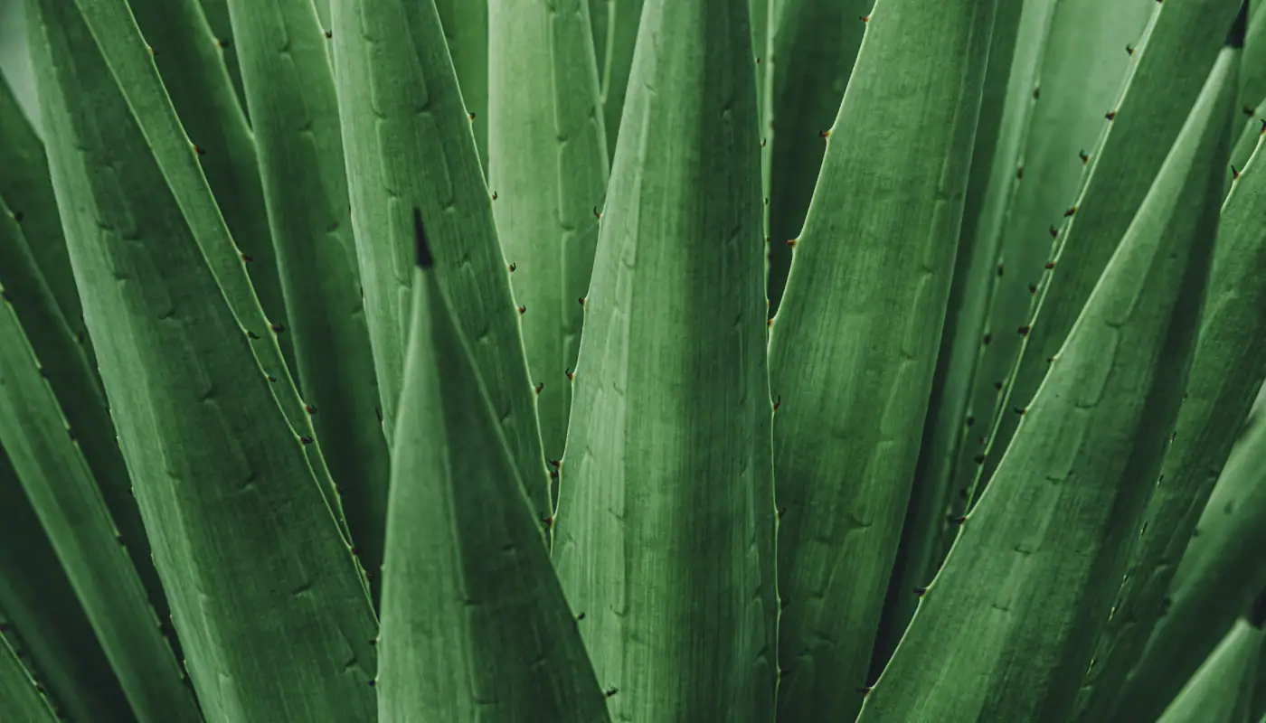 Close-up of vibrant green succulent leaves with textured surfaces and pointed edges.