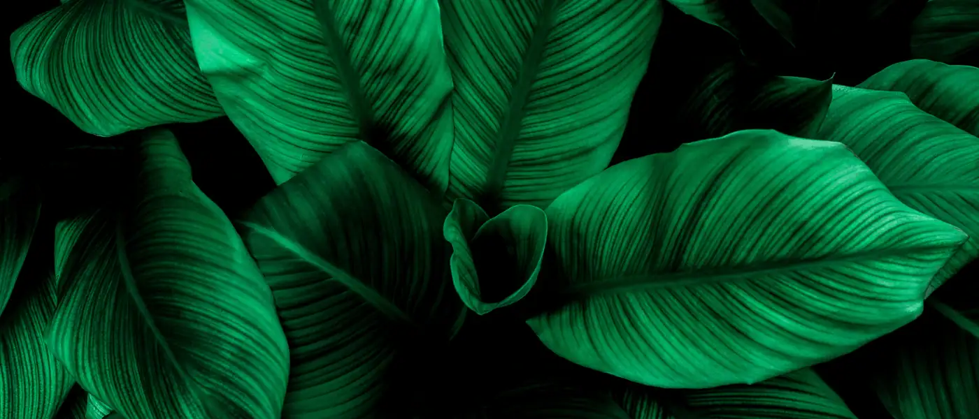 Close-up of lush green tropical leaves layered against a dark background, creating a rich, textured botanical pattern with dramatic contrast.
