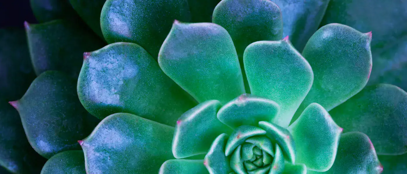 Close-up of a green rosette succulent with layered, fleshy leaves and subtle pink tips.